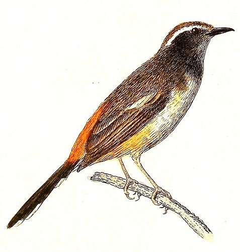 White-browed shama